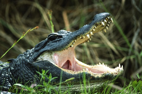 Alligator American alligator (Alligator mississippiensis) waiting for prey