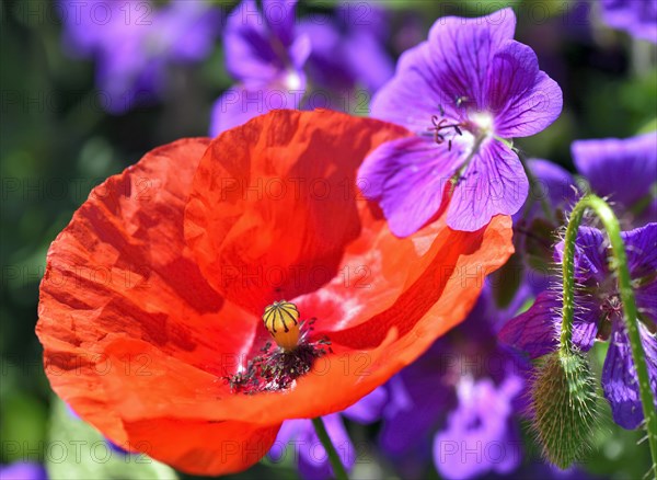 Flowering poppy flower (Papaver rhoeas) and meadow stork's beak (Geranium pratense)