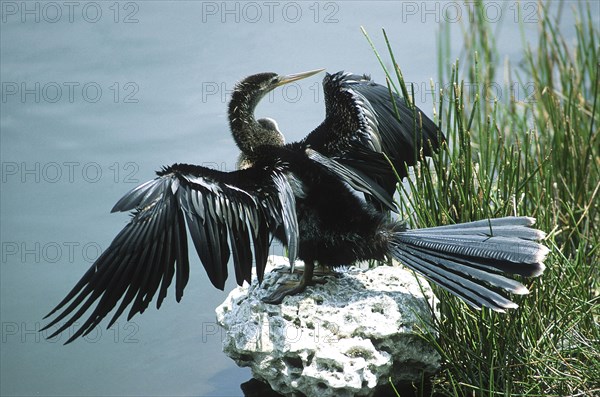 Anhinga (Anhinga anhinga) drying its plumage