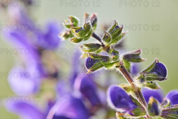 Meadow clary (Salvia pratensis) blooming in a meadow