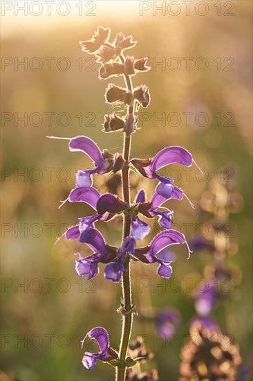 Meadow clary (Salvia pratensis) blooming in a meadow