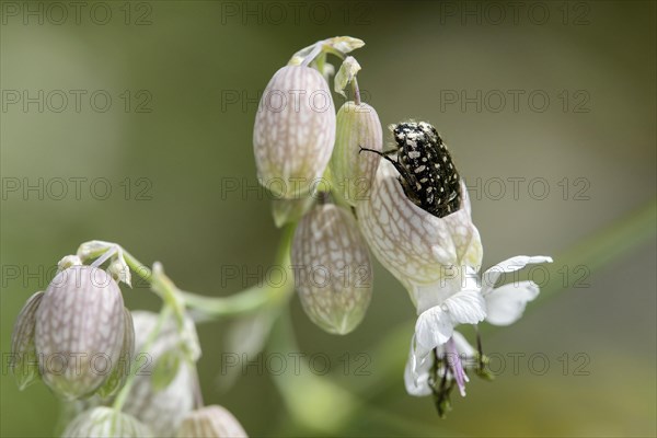 White spotted rose beetle (Oxythyrea funesta) commits flower burst on common glueweed by biting open the flower to reach the pollen more easily