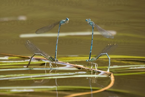 Azure damselflies (Coenagrion puella) laying eggs