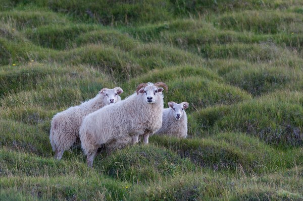 Domestic sheep (Ovis aries)