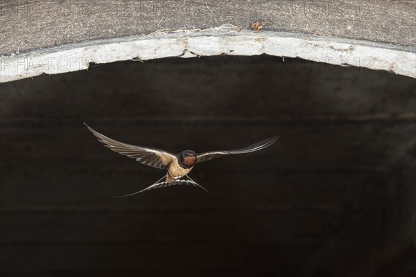 Barn swallow (Hirundo rustica)