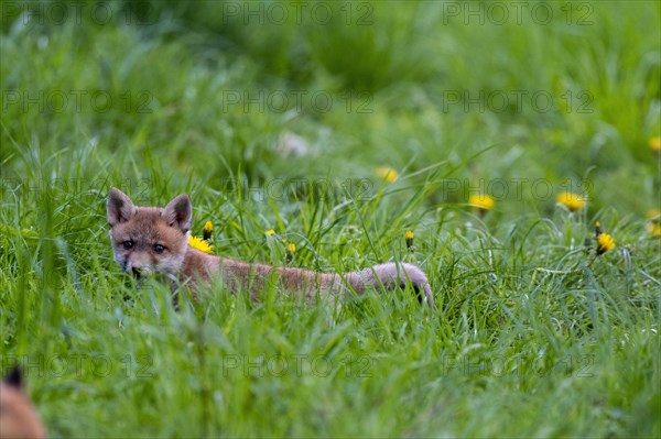 Red fox (Vulpes vulpes)