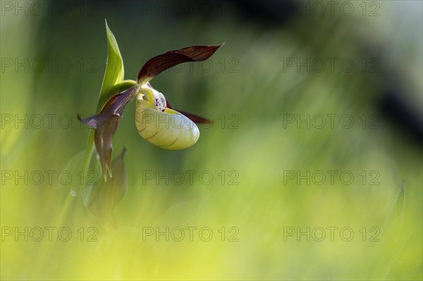 Yellow lady's slipper orchid (Cypripedium calceolus)