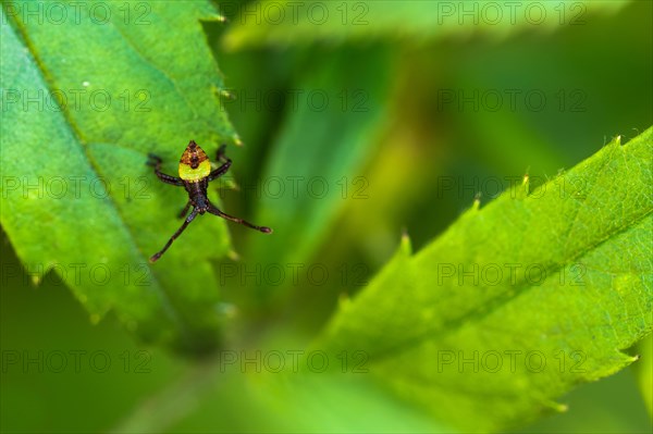 Box bug (Gonocerus acuteangulatus)