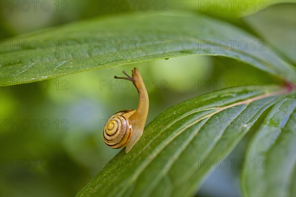 Grove snail (Cepaea nemoralis)