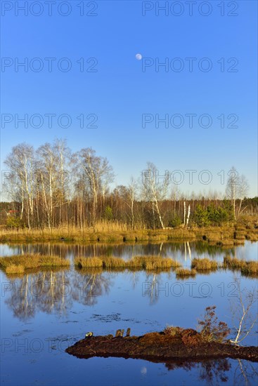 Bog pond with common Common Club-rushes (Schoenoplectus lacustris) and group of trees Common pine (Pinus sylvestris) and Downy birch (Betula pubescens) Grundbeckenmoor Raubling