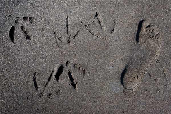 Prints of kittiwakes and foot sole