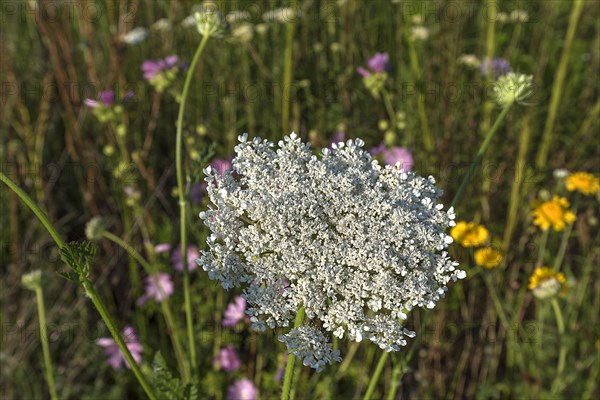 Flower of the wild carrot (Daucus carota) in a flowering meadow