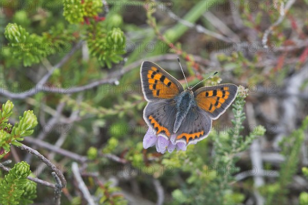 Small copper (Lycaena phlaeas)