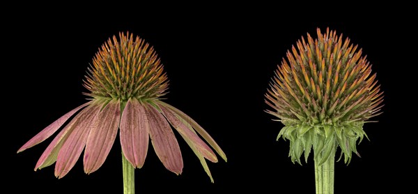 Red coneflower (coneflower (Echinacea)