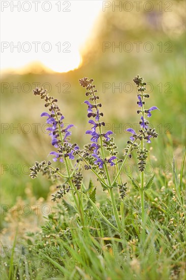 Meadow clary (Salvia pratensis) blooming in a meadow