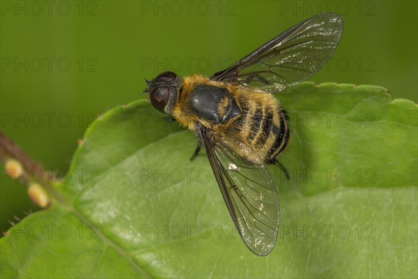 Hottentot fly (Villa hottentotta) sunning itself on a leaf