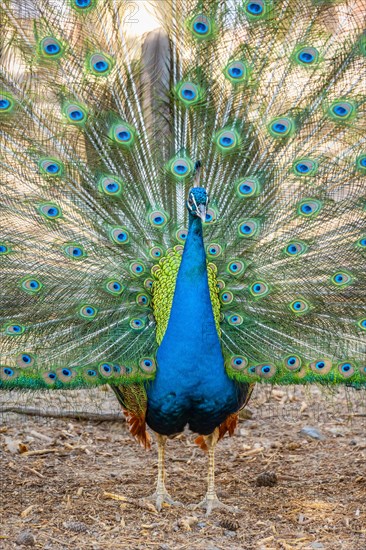 Peacock Indian peafowl (Pavo cristatus) beats wheel