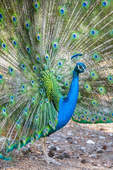 Peacock Indian peafowl (Pavo cristatus) beats wheel