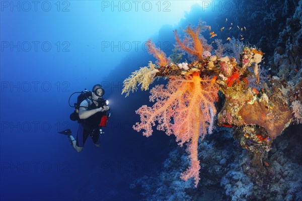 Diver with lamp looking at large Klunzinger's Soft Coral (Dendronephthya klunzingeri) on steep wall in backlight of sun