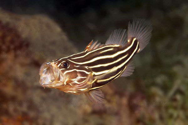Six-lined soapfish (Grammistes sexlineatus) with open mouth