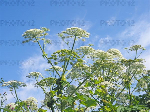 Giant hogweed (Heracleum mantegazzianum)