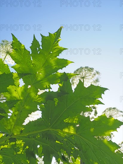 Giant hogweed (Heracleum mantegazzianum)