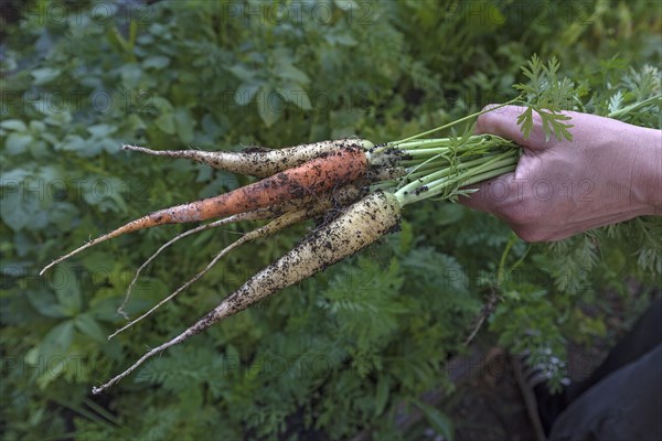 Hand holding freshly harvested carrots (Daucus carota)