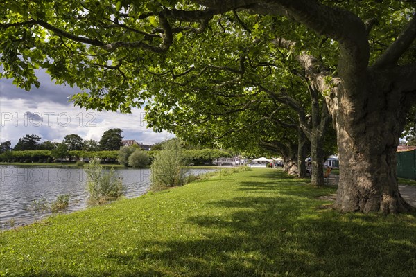 Lakeside promenade with roof Plane trees (Platanus)