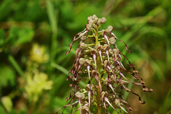 Lizard orchid (Himantoglossum hircinum) inflorescence