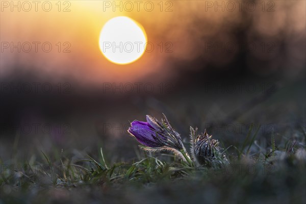 Common Pasque flower (Pulsatilla) at sunset vulgaris