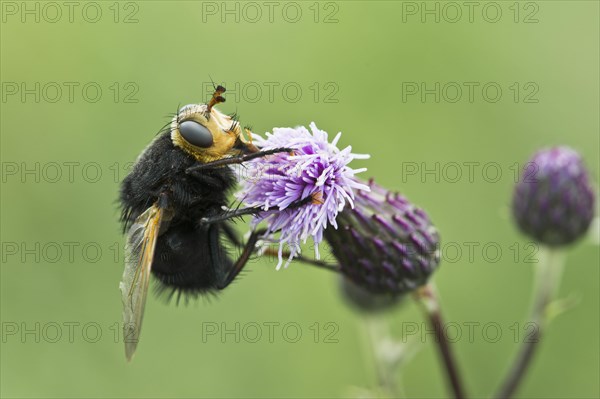 Giant tachinid fly (Tachina grossa)