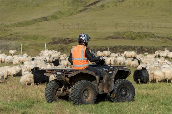 Domestic sheep (Ovis aries)