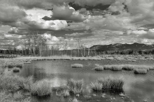 Pond with pond rushes (Schoenoplectus lacustris) in mire landscape