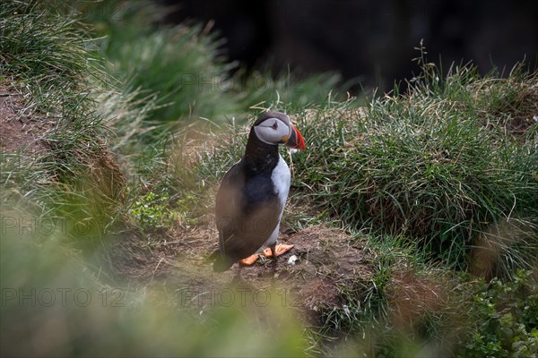 Puffin (Fratercula arctica)