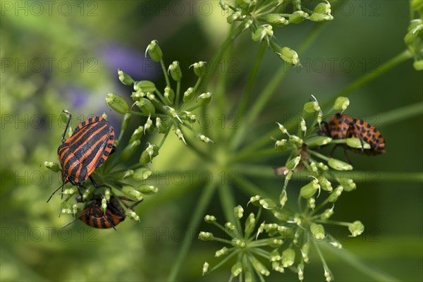 Italian striped-bugs (Graphosoma italicum) on a goutweed flower Ground elder (Aegopodium podagraria)