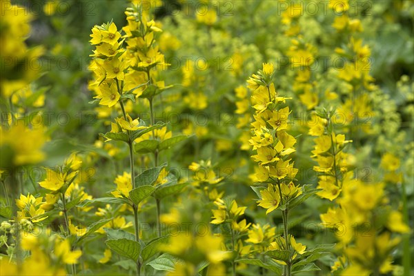 Flowering loosestrife (Lysimachia vulgaris)