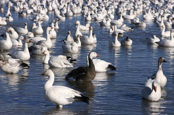 Snow Goose (Anser caerulescens atlanticus) Aggregation in the low water of a lake