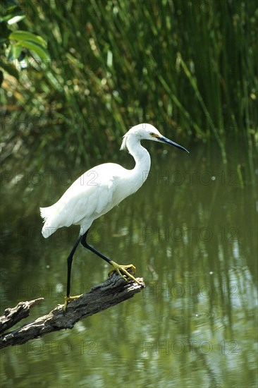 Snowy egret (Egretta thula) on the perch