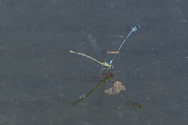 Azure damselfly (Coenagrion puella) laying eggs