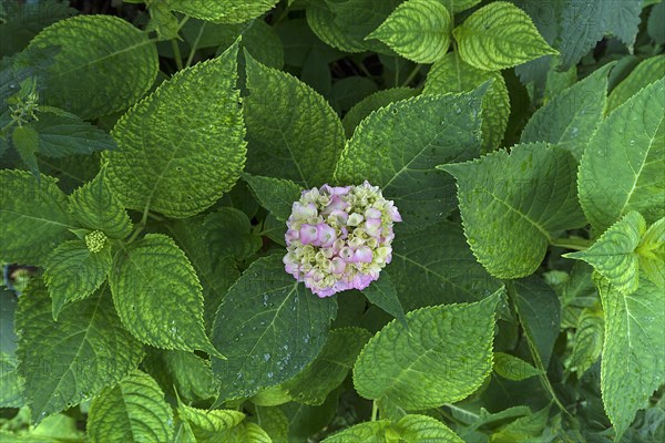 Leaves with a hydrangea (Hydrangea) flower