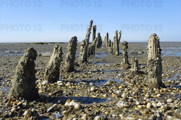 Wooden groynes and shells at low tide in the Lower Saxony Wadden Sea National Park