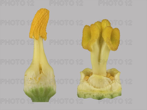 Zucchini (Cucurbita pepo subsp. pepo convar. giromontiina)