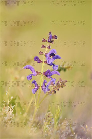 Meadow clary (Salvia pratensis) blooming in a meadow