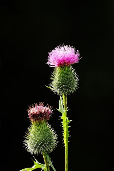 Spear Thistle (Cirsium vulgare)