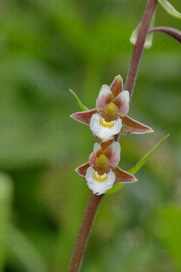 Marsh Helleborine (Epipactis palustris)