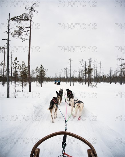 Dog sled