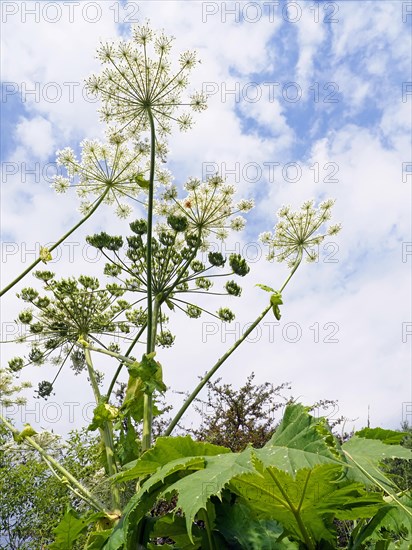 Giant hogweed (Heracleum mantegazzianum)