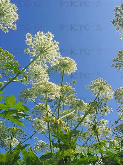 Giant hogweed (Heracleum mantegazzianum)