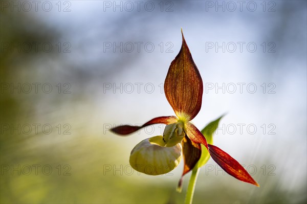 Yellow lady's slipper orchid (Cypripedium calceolus)