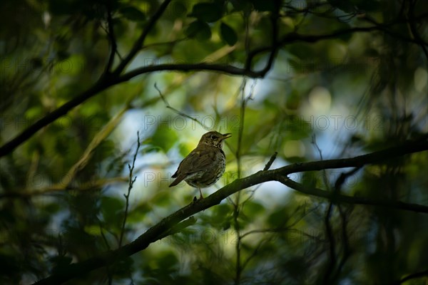 Song thrush (Turdus philomelos) Hamburg